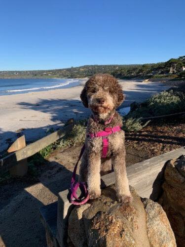 Adoption Process – Lagotto Romagnolo Dog Rescue